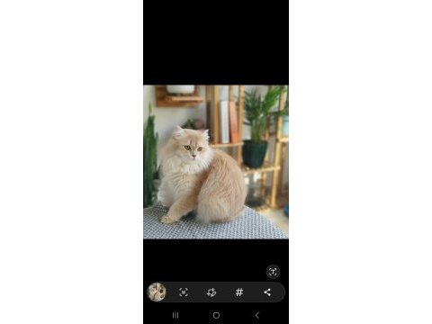 Cy 11 british longhair erkek
