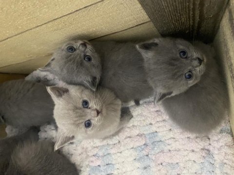 Safkan british shorthair