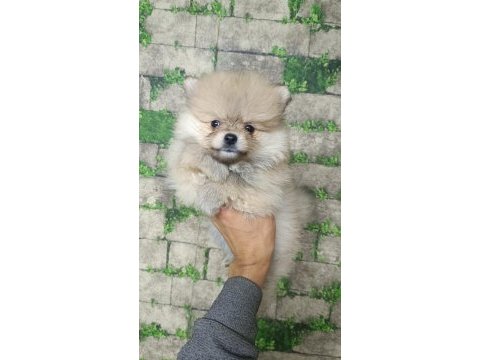 Pomeranian yavrular için ulaşabilirsiniz