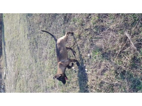Malinois köpeğimiz
