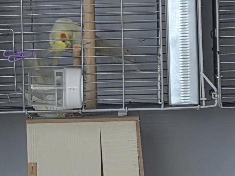Sultan takım lutino 2 gündür yuvalığa giriyorlar