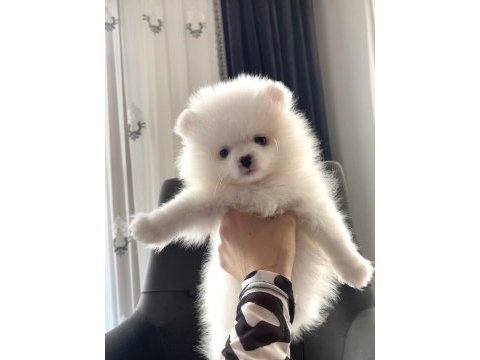 Dişi yavrumuz pomeranian boo teacup sahibini arıyor