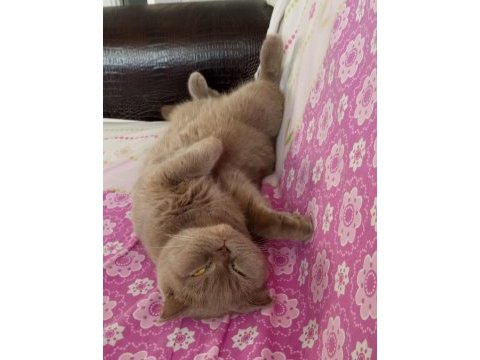 2 yaşında uysal dişi scottish fold kedimiz
