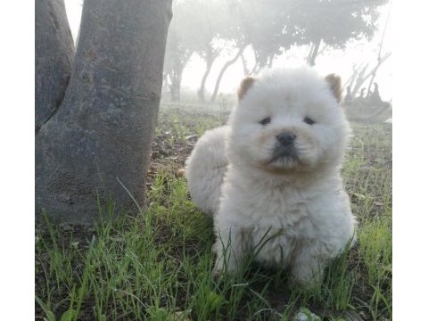 Chow chow yavrularımız aşılı kimlikli teslim