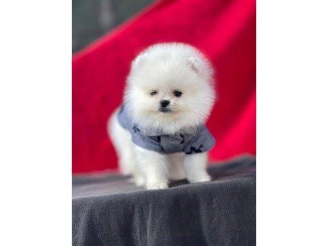 Ankaranın en gözde pomeranian yavruları