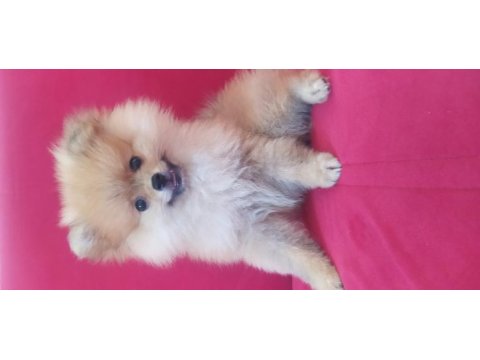 Pomerian boo