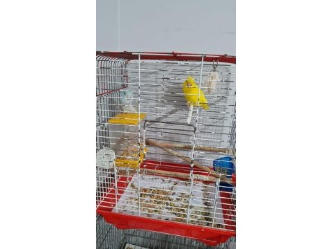 2 yaşında çift forpus papağanı