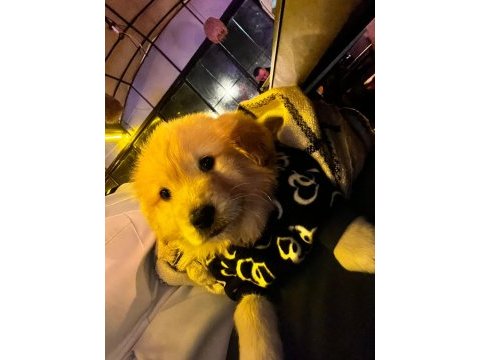 Dişi yavru golden retriever yavrum sahiplendirilecektir