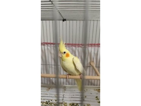İster tek ister çift yavru alınmış takım sultan papağanı