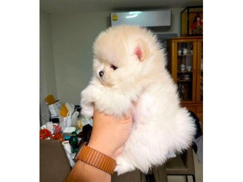 Pomeranian boo yavru köpekler