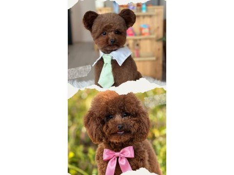 Baba koreden geldi anne şecere belgeli safkan köpekler