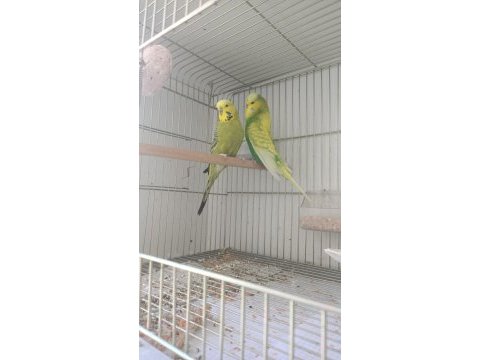 Yeni sezon üretime hazır olacak jumbo kuşlar