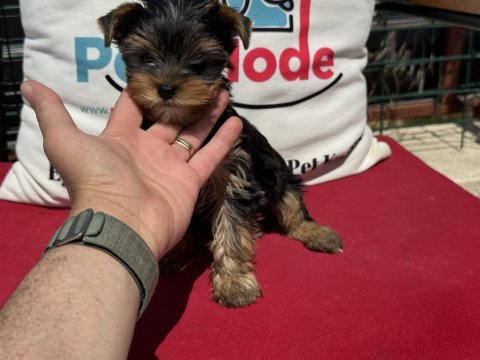 Petmode köpek çiftliğinden tea cup yorkshire terrier