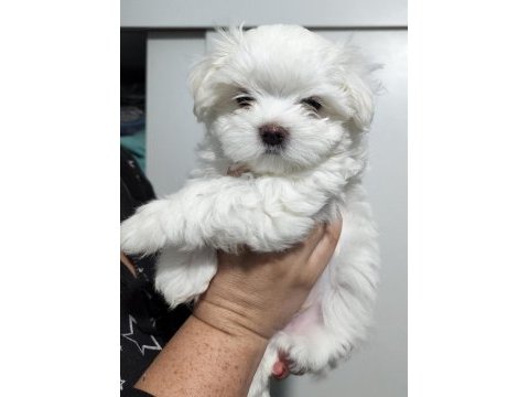 Maltese terrier yavrularımız canlı görerek alabilirsiniz
