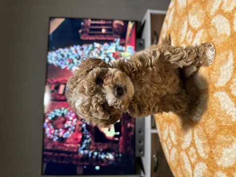 Egzotik çift renk toy poodle
