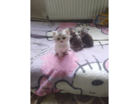 British shorthair ve scottish fold yavruları