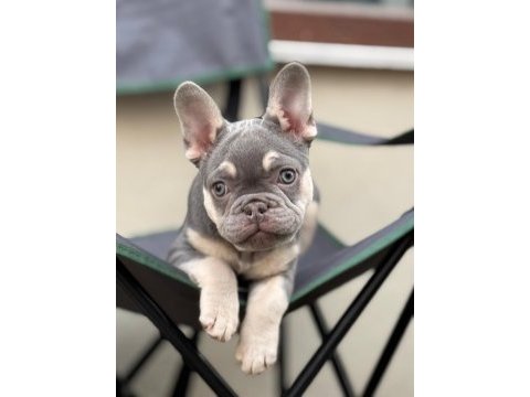 Sevimli french bulldog yavru köpekleri