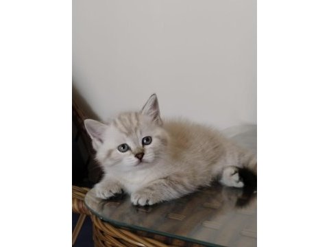 Show kalite british shorthair