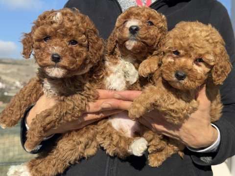 Petmode köpek çiftliğinden redbrown toy poodle
