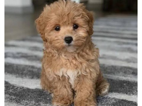 Mükemmel kalitede ve sevimlilikte maltipoo yavruları