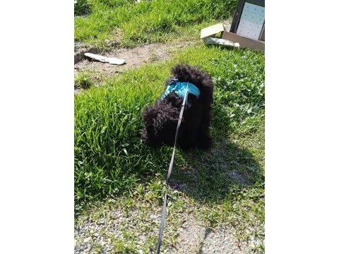 Eylül doğumlu toy poodle
