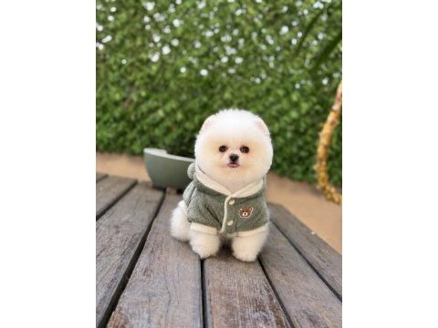 Sağlık ve ırk garantili pomeranian