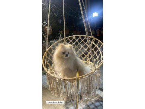 Pomeranian eş bulma ilanıdır