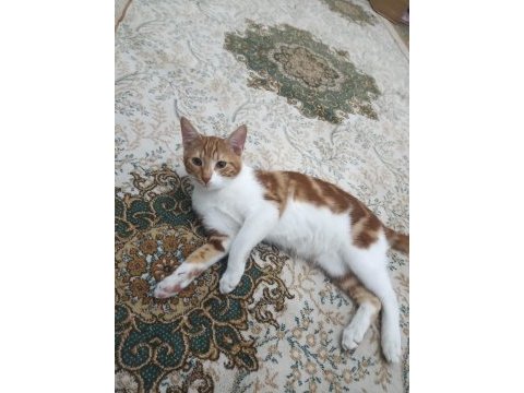 3 tane yavru kedimiz