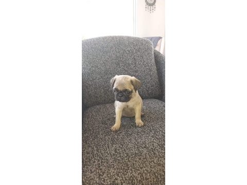 Muhteşem pug mops bebekler a kalite