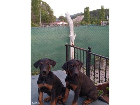 Doberman yavruları 60 günlük dişi