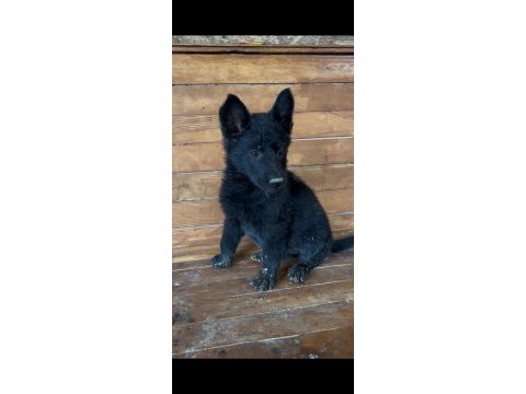 Solid black alman kurdu