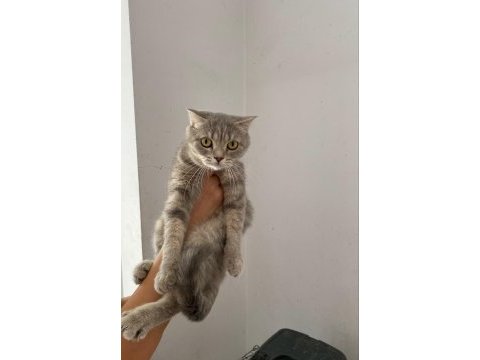 1,5 yaşında dişi britiish shorthair 