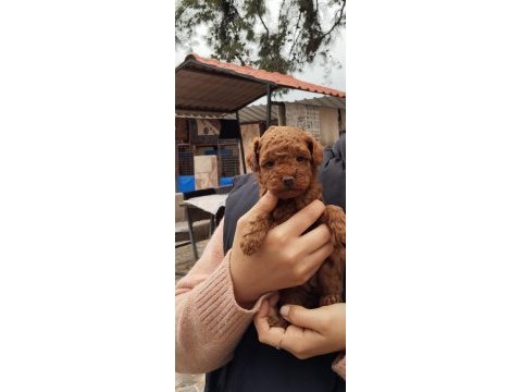 Kaliteli toy / kore poodle bebekler