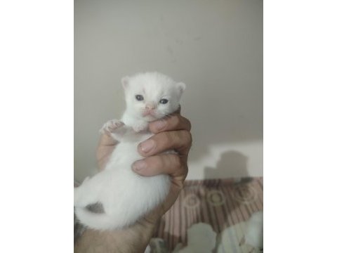 Blue point scottish fold