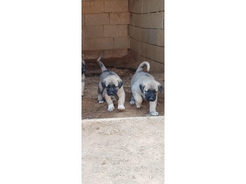 Aksaray malaklısı köpeğimiz