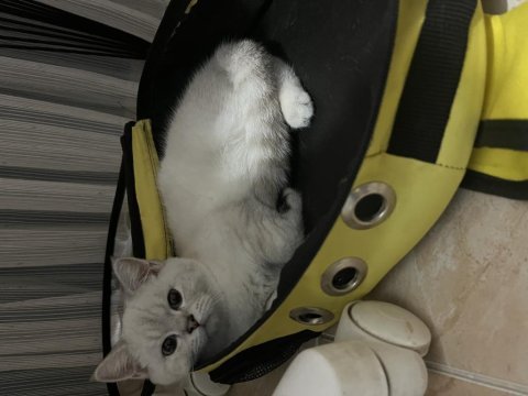 British shorthair kedime yuva arıyorum