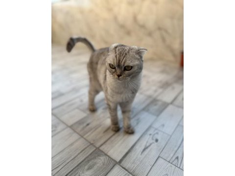 Akıllı kızımız çok tatlı sevecen kedimiz
