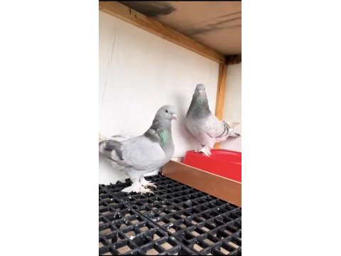 İki adet uçuma hazır donuklar