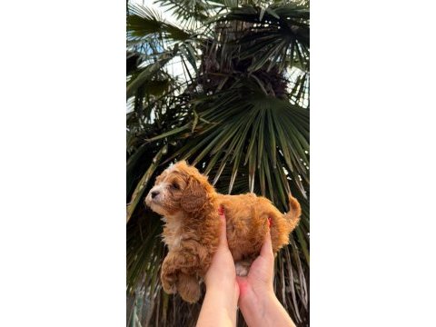 Orjinal teacup boy maltipoo