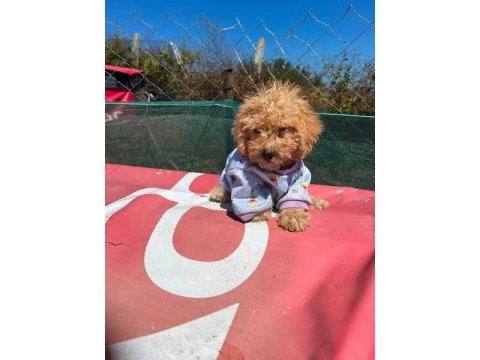 Tüm aşıları bitmiş son 2 kardeş maltipoo