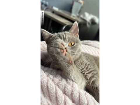 1-1,5 dişi british shorthair