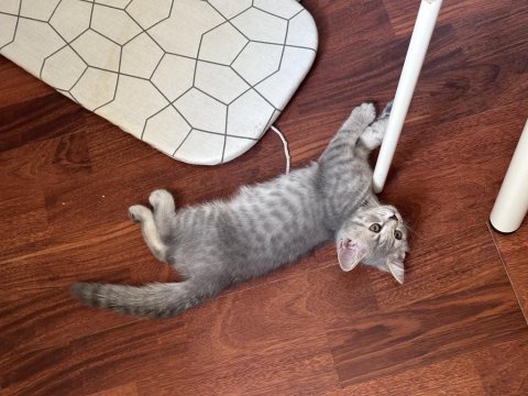 3 aylık british shorthair