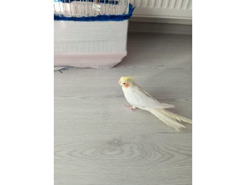 Lutino erkek sultan papağanı