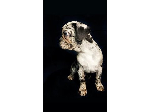 Çok iyi kalite erkek marly frennch bulldog