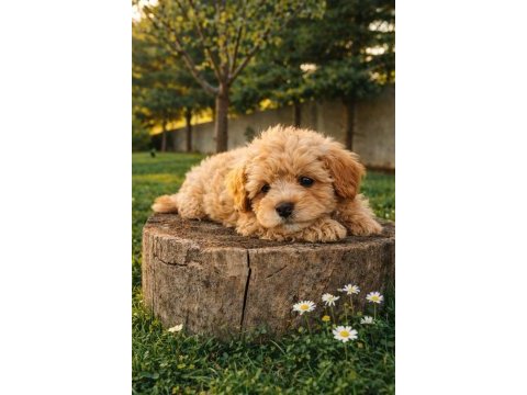 Super fiyatlara gerçek maltipoo yavrular