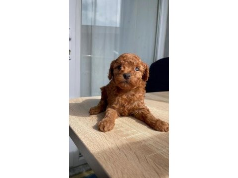 Orji̇nal red brown orjinal kore poodle yavrular