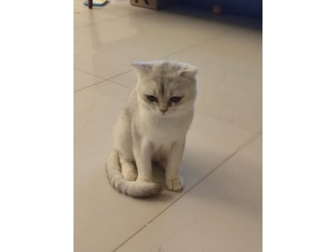 Acil scottish fold oğlum paşaya dişi aranıyor