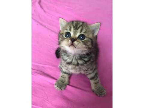 2 adet dişi british shorthairr 2 aylık