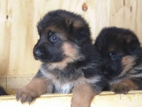 Alman çoban köpeği yavruları