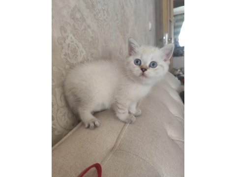 Harika bir bebek british shorthair